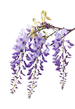 Flowering gentle lilac Wisteria, natural macro floral background