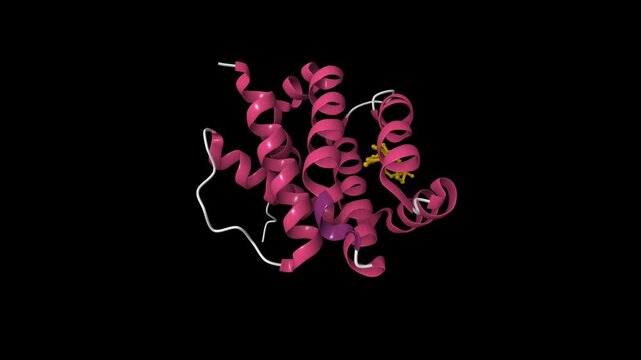 Crystal structure of Mcl1 with inhibitor. Animated 3D cartoon model, secondary structure color scheme, pdb 6oqd, black background