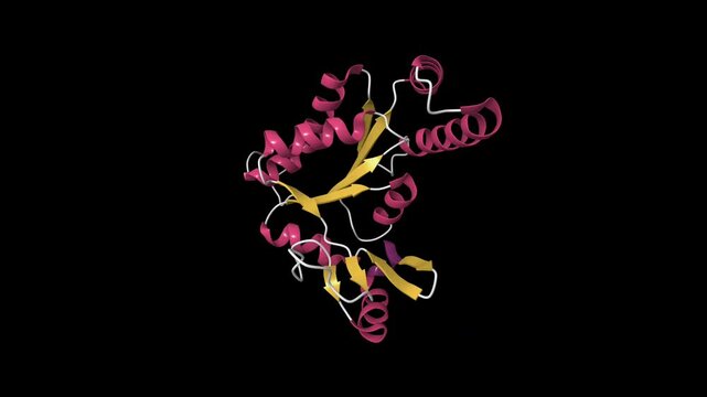 Solution structure of human guanylate kinase. Animated 3D cartoon model, secondary structure color scheme, pdb 6nui, black background