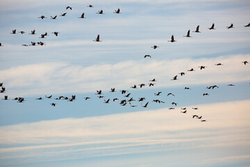 Flock of cranes flying against cloudy sky, spring migration