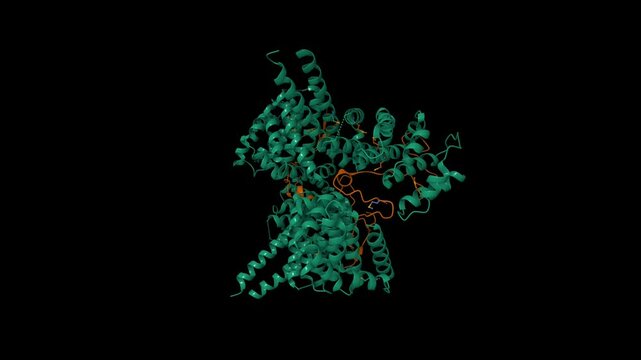 Crystal structure of the MEILB2-BRCA2 complex. Animated 3D cartoon and molecular surface models, chain id color scheme, pdb 7ldg, black background