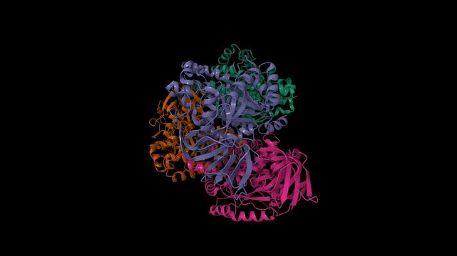 Structure of the human collapsin response mediator protein-1, a lung cancer suppressor. Animated 3D cartoon and molecular surface models, chain id color scheme, pdb 4b3z, black background