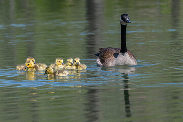 Goslings and adult Canada goose swimming in a lake.