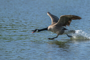 Canada goose honking as it runs over water flapping its wings. © Lecia Michelle