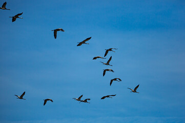 Birds in flight. Flock of cranes returning from warm lands in blue spring sky..