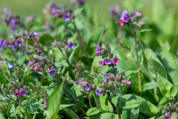 Common lungwort (pulmonaria officinalis) flowers in bloom