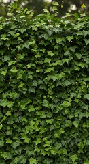 Fototapeta premium Emerald Ivy Wall: Lush Green Nature Photography