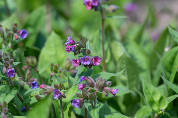 Common lungwort (pulmonaria officinalis) flowers in bloom