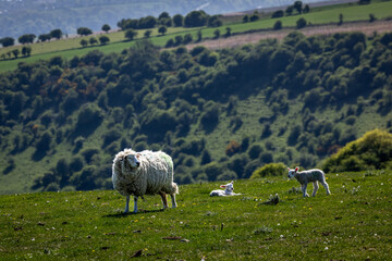 A close up of a ewe and lambs on a hillside along the South Downs Way, with a shallow depth of field