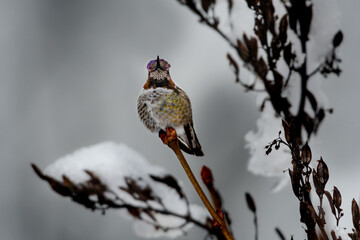 Annas hummingbird perched on a branch with snow in a winter landscape