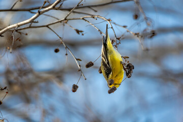 Small yellow bird eating seeds in a backyard tree.