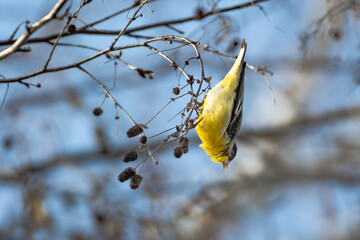 Yellow, Lesser Goldfinch bird hanging in a birch tree eating seeds.