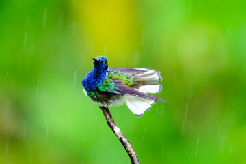 White-necked Jacobin bathing in a rain shower with puffy feathers and white tail