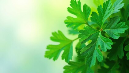 Intricate parsley leaf shapes, vibrant green hues, lush, herb, design