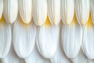 Close-up view of overlapping white flower petals.