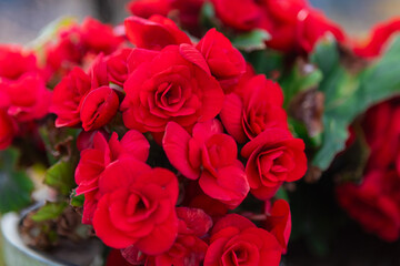 Vibrant red flowers in full bloom, perfect for adding a touch of elegance to any garden or home.