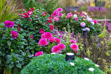 Beautiful pink dahlia flowers in full bloom in a garden with green foliage
