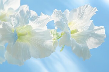 Delicate white flowers against a pale blue sky.