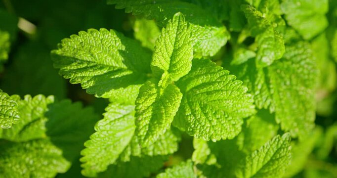  Lemon balm herb plants