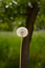 Dandelion Seed Head Close-up in Natural Light | Close-up of a Dandelion Clock
