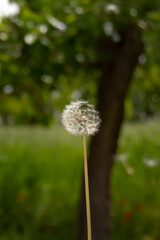 Dandelion Seed Head Close-up in Soft Natural Light | Delicate Dandelion Seed Head Against Blurred Background