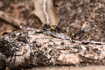 Close-up of golden ants on a patch of soil.