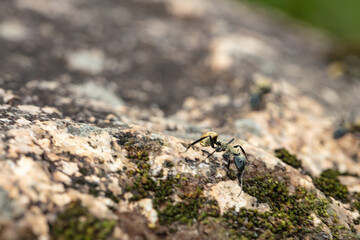 Close-up of golden ants on a patch of soil.