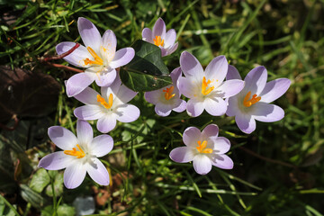 Beautiful Bunch Of Woodland Crocuses