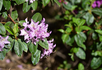 Beautiful purple Rhododendron racemosum blooming in spring. Close-up of lilac racemose rhododendron flowers bloom in a garden