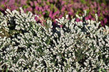 Beautiful white Erica Darleyensis blooms in spring in the garden. Small white flowers of winter heather plant bloom against a background of pink flowers