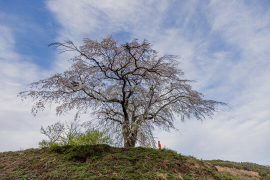 A lone cherry tree on hill in Japan