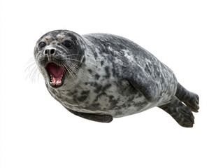 Medium shot of a leaping gray seal with lighter spots, mouth open, against a white background Robust body, muscular shoulders and chest Even lighting, clear style Perspective from a - AI-Generated