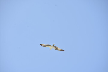 GAVIOTA