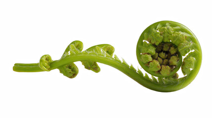 Fiddlehead Fern (Young Fern Shoot)