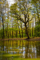 Beautiful lights over the oak forest lake in springtime