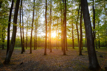 Beautiful sunset lights in the oak forest in springtime