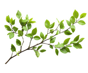 Fototapeta premium Vibrant green leaves on a branch nature scene fresh environment isolated on transparent background