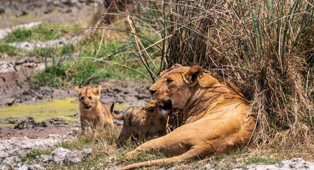 Fototapeta premium Telephoto of two small lion cubs -Panthera Leo- emerging from behind a bush in the Ngorogoro Crater, Tanzania, and approaching and cuddling with their mother