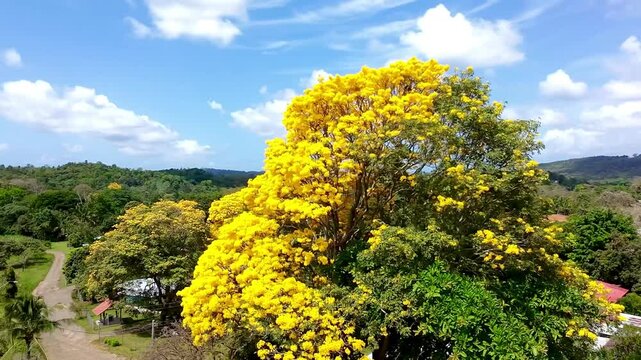 &Aacute;rbol de guayacan 