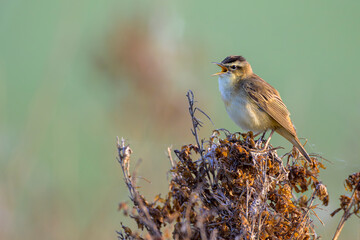 Schilfrohrsänger (Acrocephalus schoenobaenus) sedge warbler