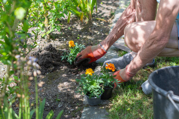 Senior gardener wearing gloves plants colorful marigold flowers in flower bed surrounded by other...