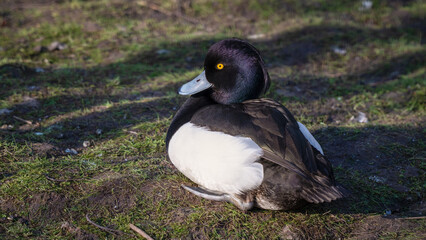 Male Tufted Duck Resting on Grass