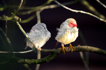 Two Starfinch Perched Together in a Tree
