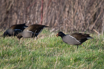 Adult Moorhens Feeding on Grass