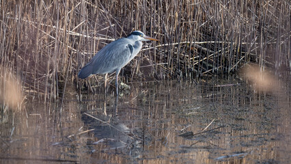 Grey Heron Standing in Water