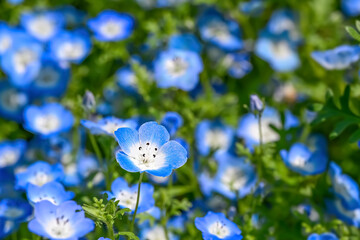 Nemophira/ネモフィラの花