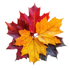 Fototapeta premium Autumn leaf pile display natural vibrant colors isolated on transparent background