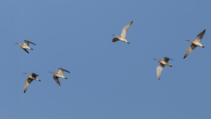 Flock of curlew in flight