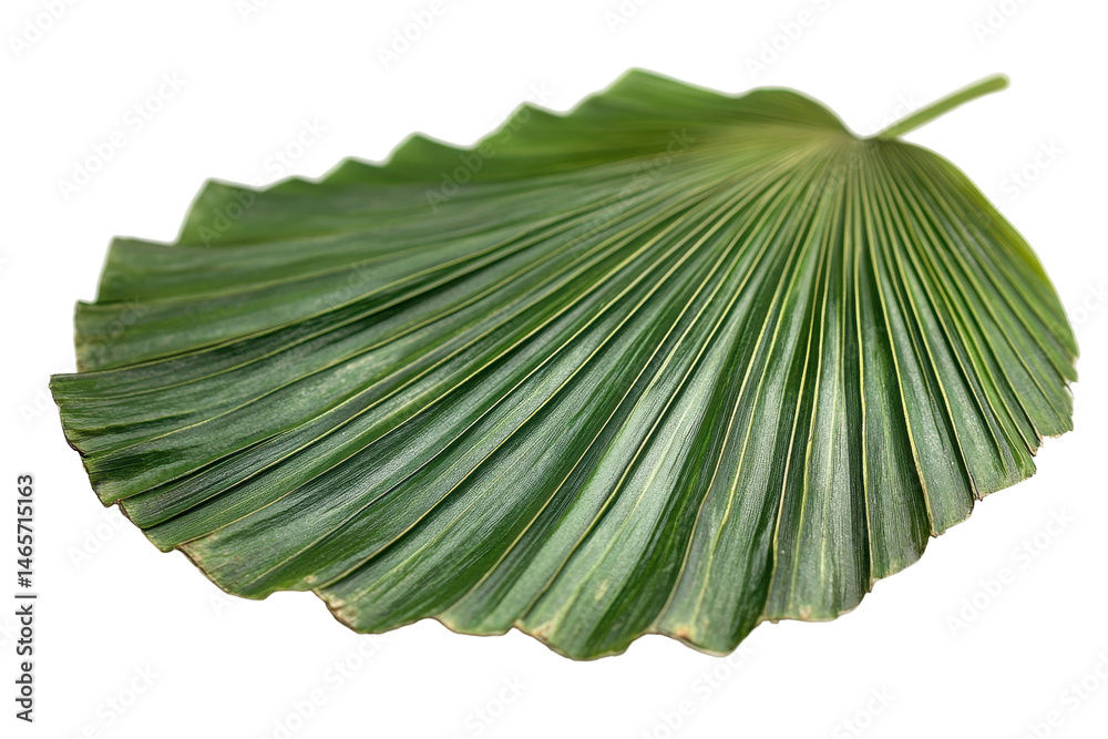 Aufkleber large green leaf with prominent veins set on a transparent background showcasing natural details and