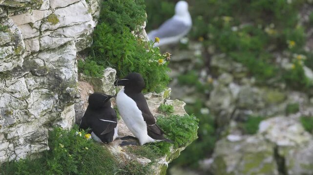 Razorbill, Alca Torda, birds on cliffs, Bempton Cliffs, North Yorkshire, England